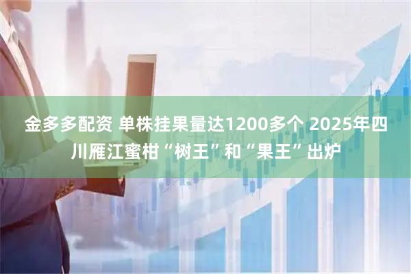 金多多配资 单株挂果量达1200多个 2025年四川雁江蜜柑“树王”和“果王”出炉