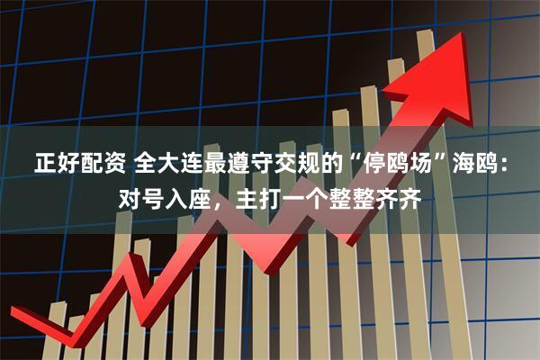 正好配资 全大连最遵守交规的“停鸥场”海鸥：对号入座，主打一个整整齐齐